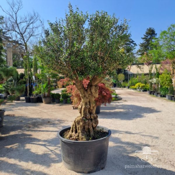 Koros olajfa bonsai